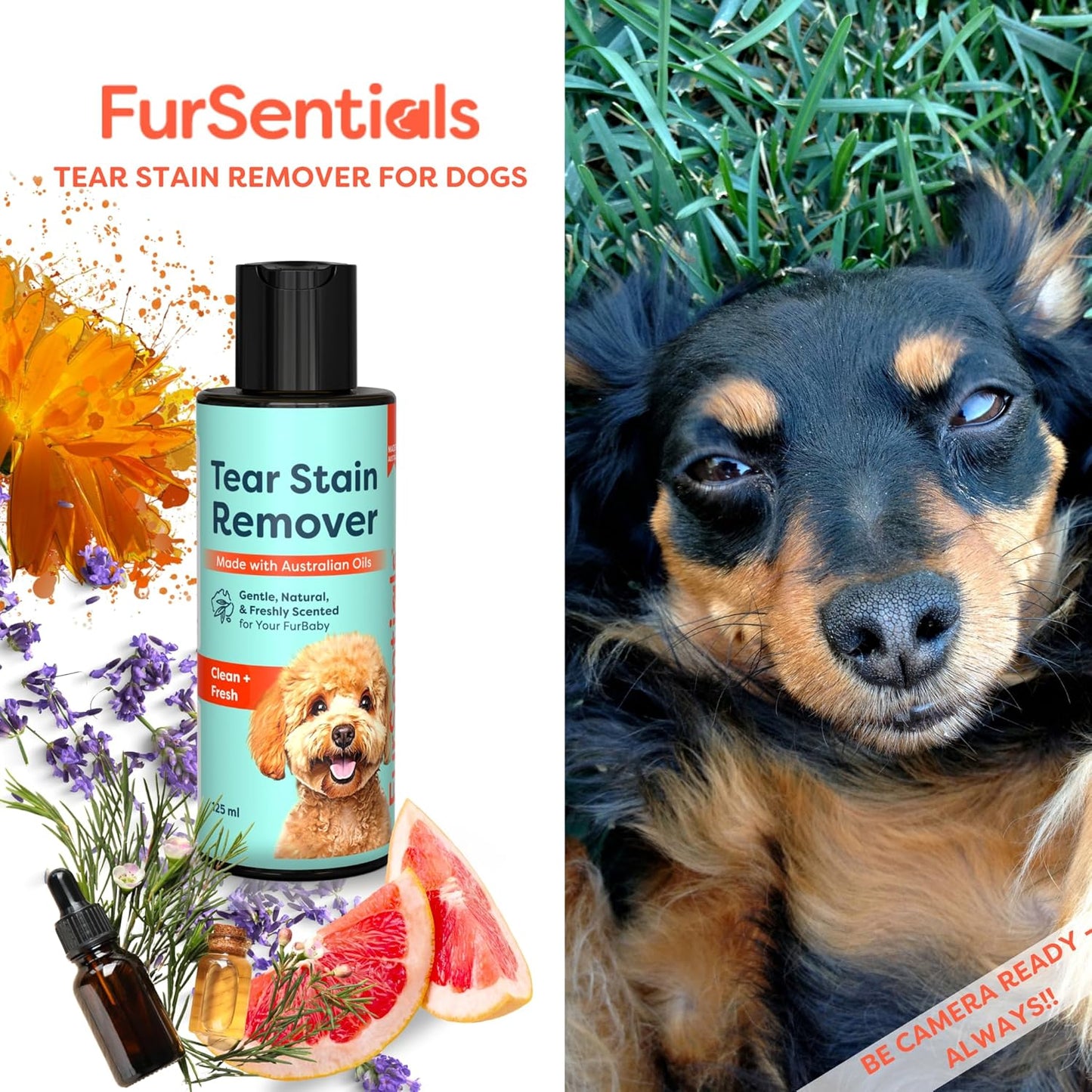 Tear Stain Remover for Dogs |  125 Ml of Gentle, Freshly Scented All Natural Cleaner